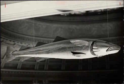 Где обитает треска в России: описание, виды, образ жизни, ловля