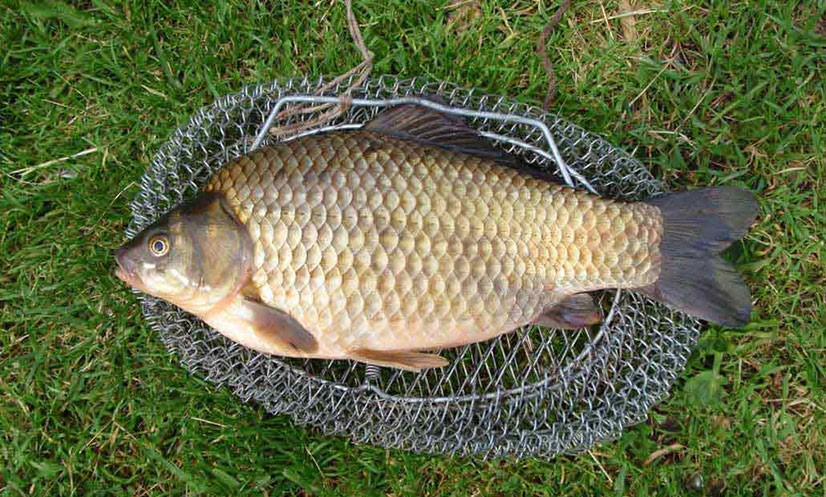 Трофей, пойманный на соску