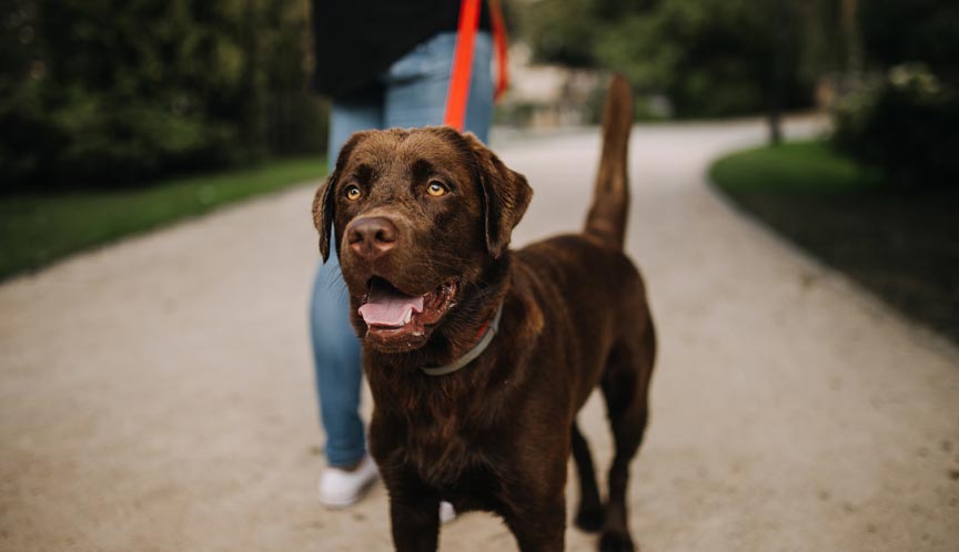 отпуск животные