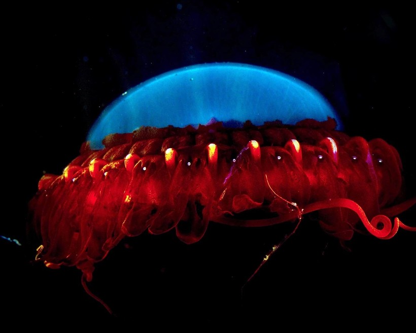 3699_into_the_abyss-06_12801024.jpg?1550664927