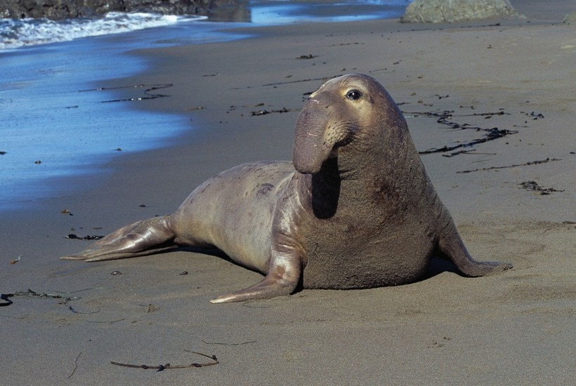 99696-050-5A01F99D_%28%D0%9A%D0%BE%D0%BF%D0%B8%D1%80%D0%BE%D0%B2%D0%B0%D1%82%D1%8C%29 jpg ?1550677385