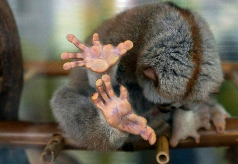 Лори прячется