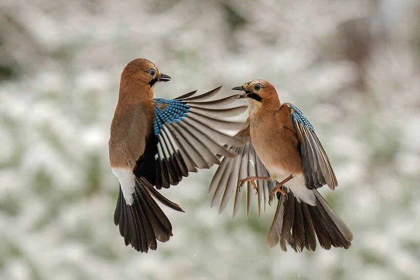Сойки в полете