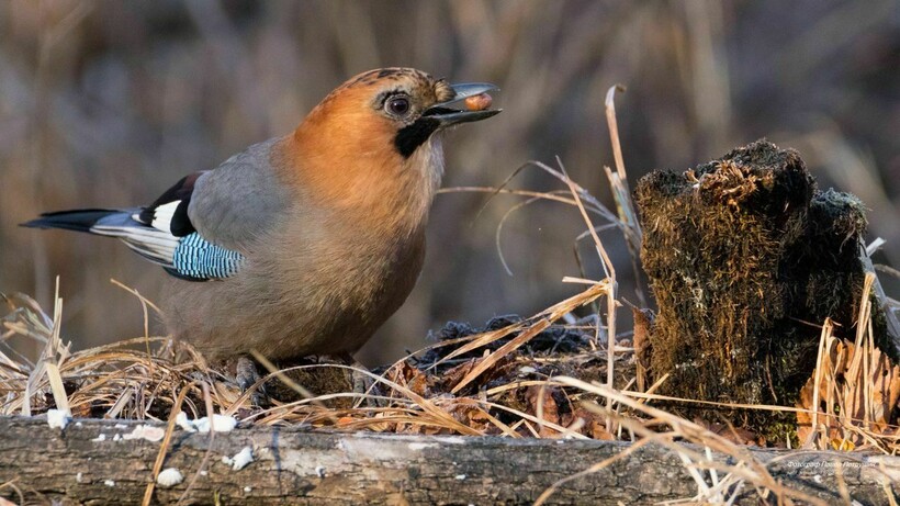 Желуди — часть рациона сойки