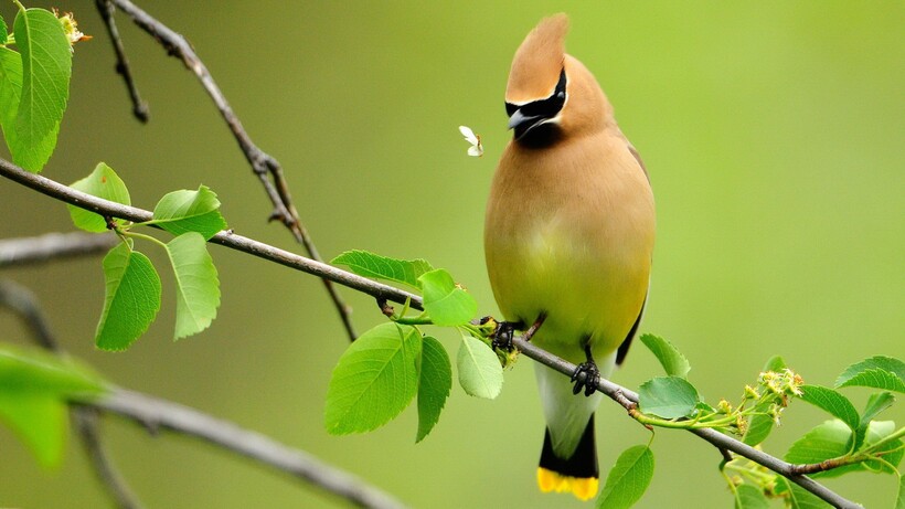 Американское восковое крыло