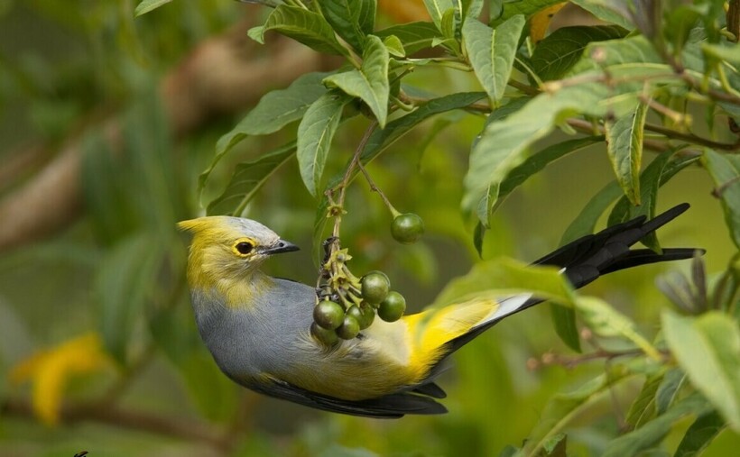 Длиннохвостый шелковый свиристель