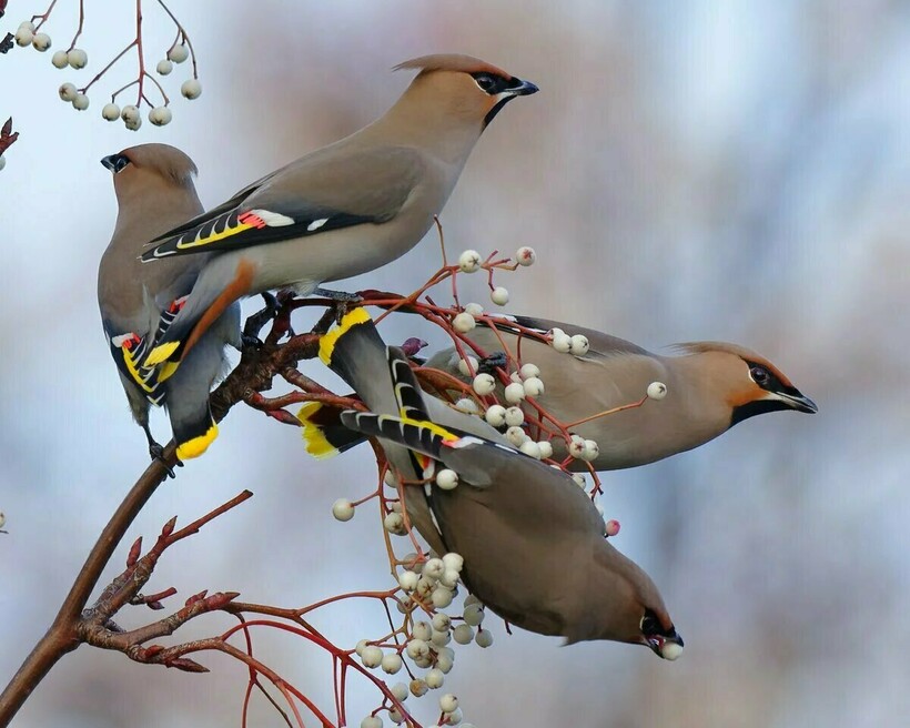 Свиристели во время кормления