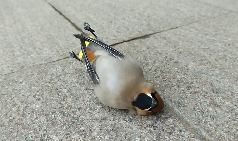 Пьяное восковое крыло