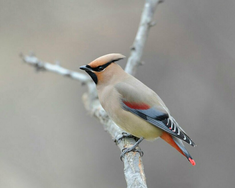 Японское восковое крыло