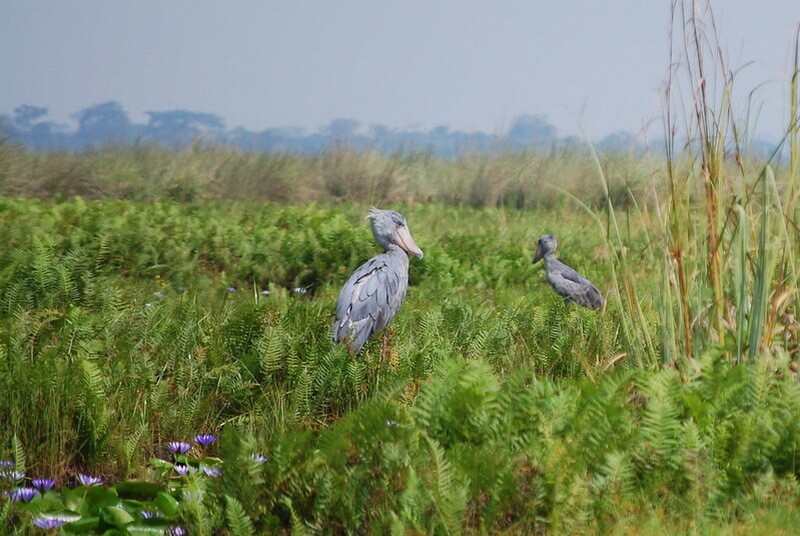 Китоглавы на болоте