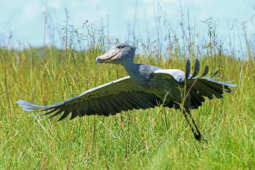 Полет китоглава