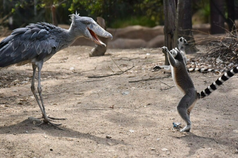 Китоглав в зоопарке