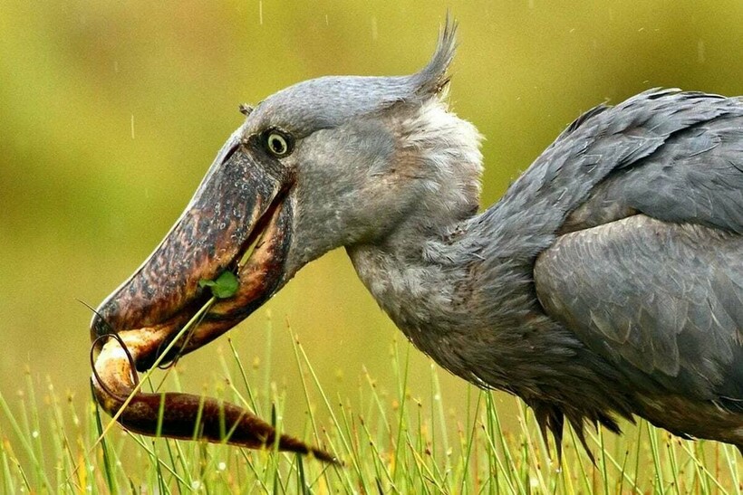 Корм китоглава