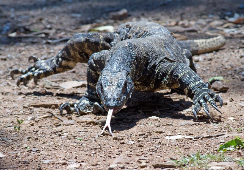 Гигантская ящерица