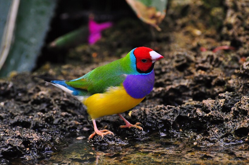 Разноцветные Гульдовы вьюрки