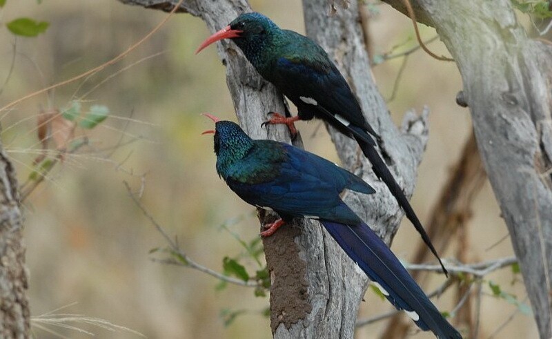 Отличия мужских и женских брекетов
