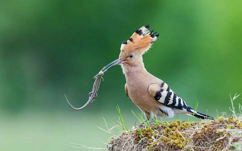 Еда для удода