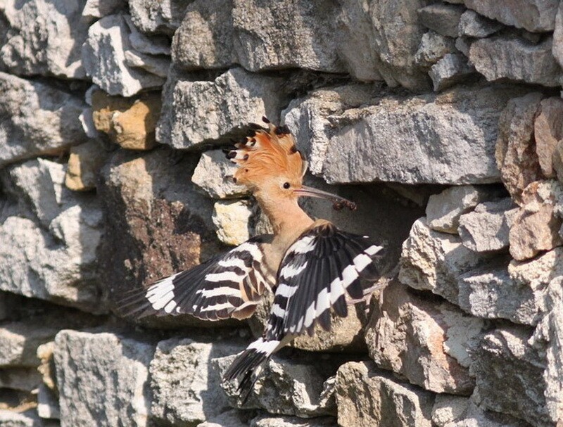 Гнездо удода