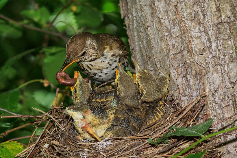 Накормить детей