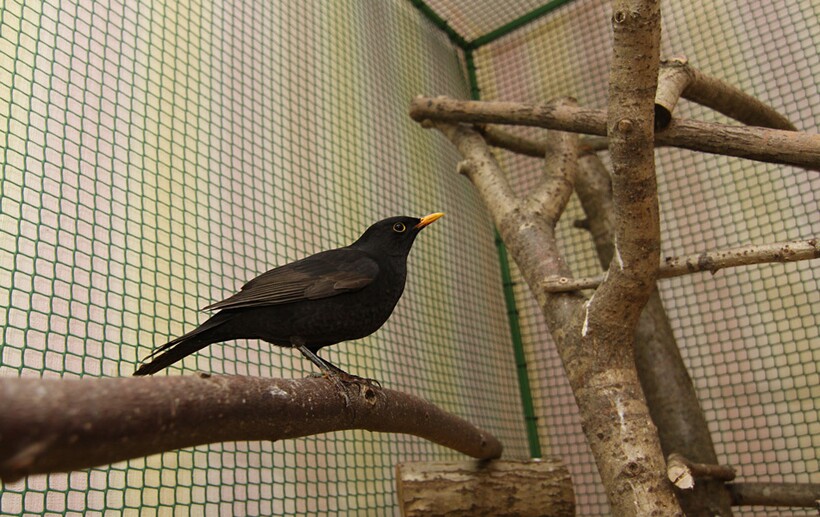 Черный дрозд на окуне