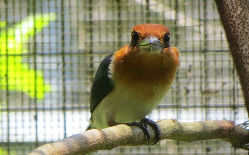 Зимородок в неволе