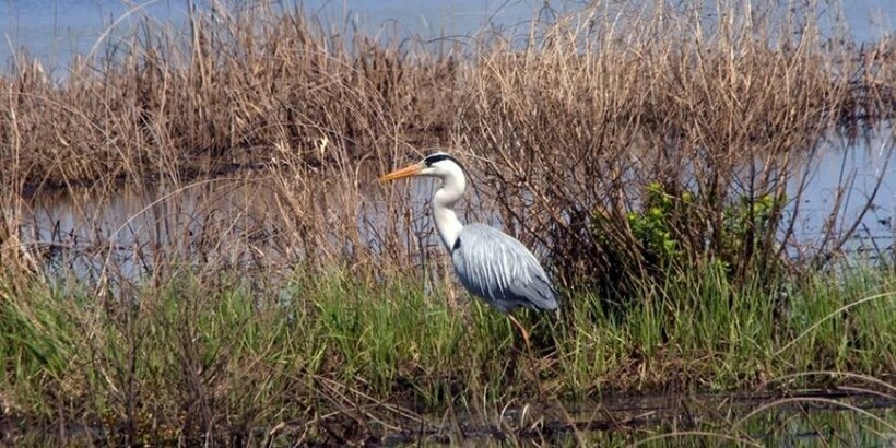 Цапли в болоте