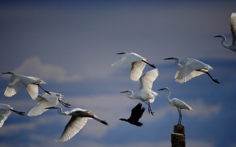 Летающая цапля