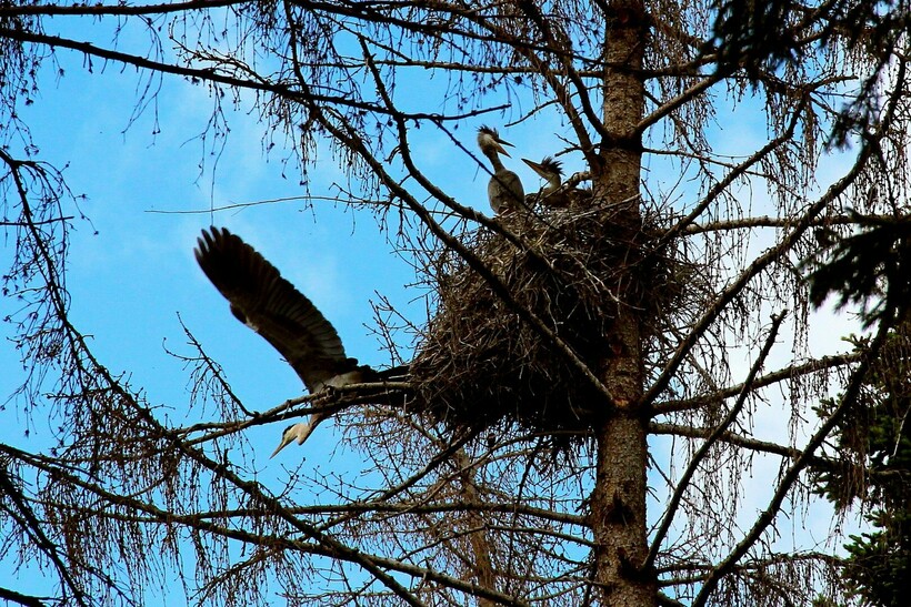 Гнездо цапель