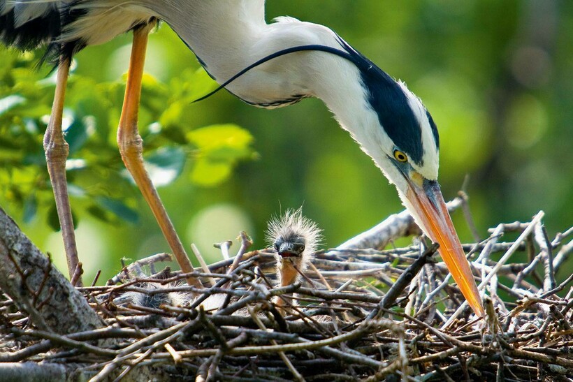Потомство цапли