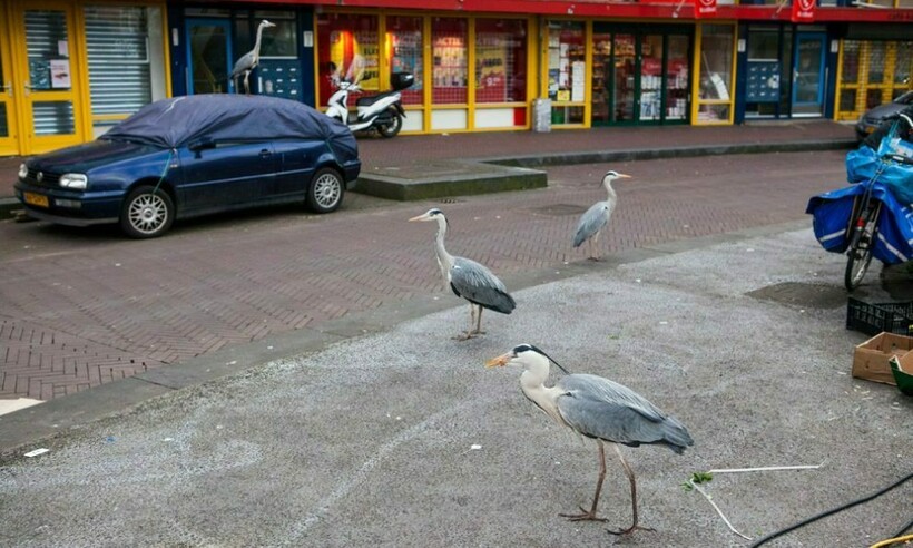 Цапли в Амстердаме
