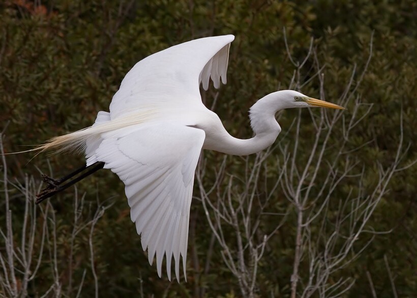 Белая цапля