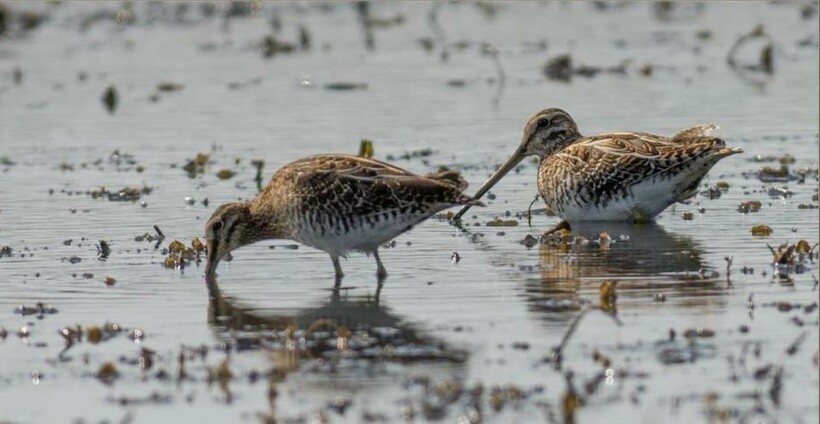 Самец и самка бекаса