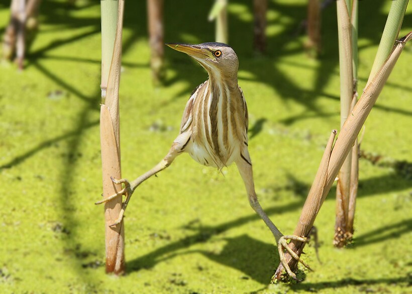 Места обитания выпи