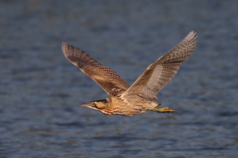 Выпь — перелетная птица