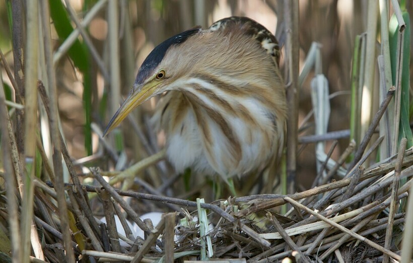 Гнездо выпи