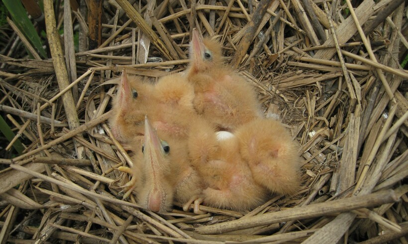 Птенцы выпи