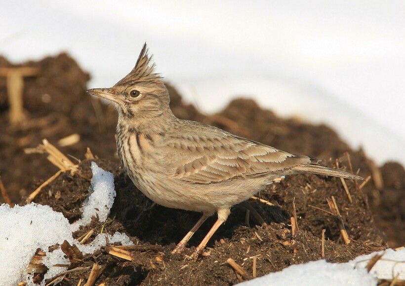 Кэм жаворонок