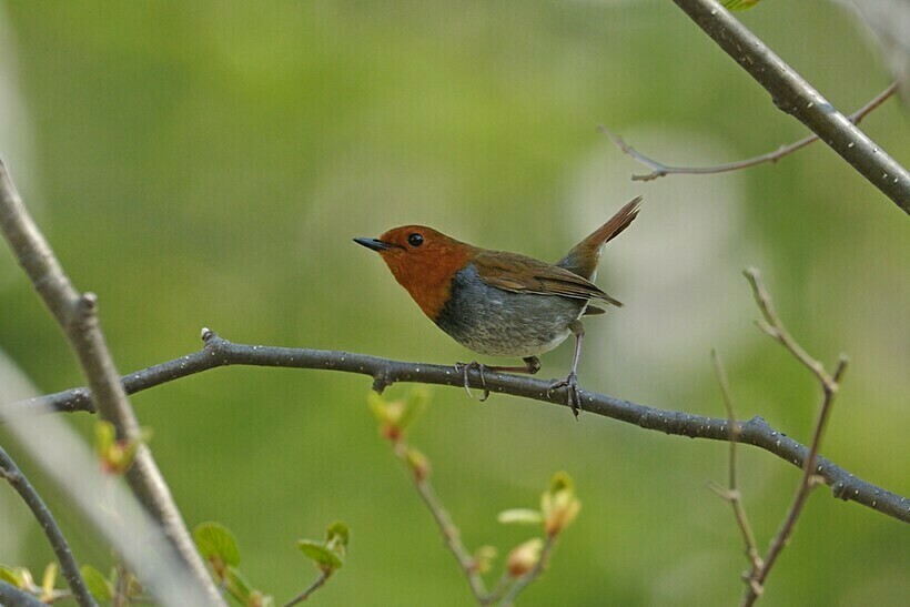 Японский Робин