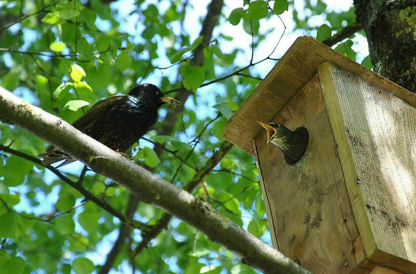 Обыкновенный скворец кормит курицу