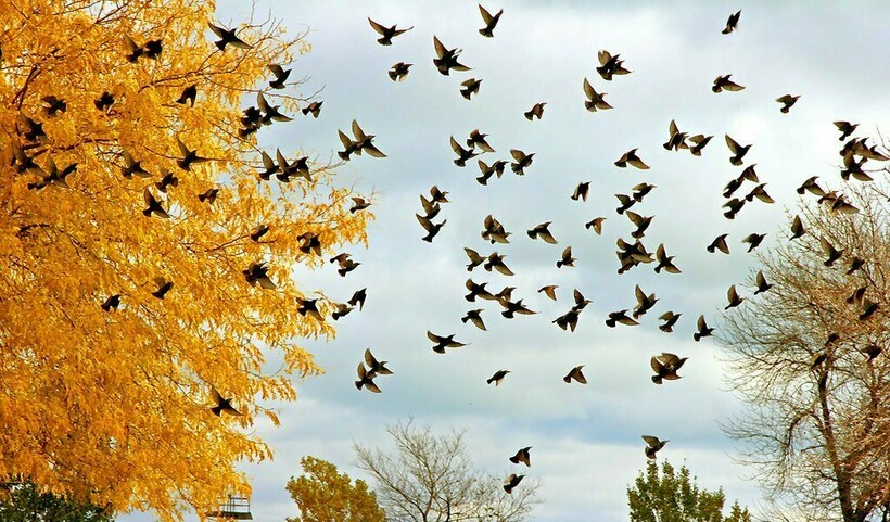 Миграция скворцов