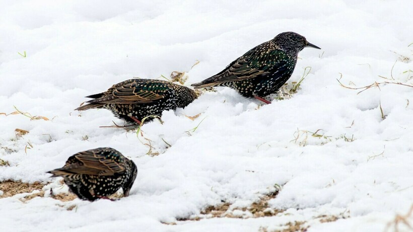 Скворец в снегу