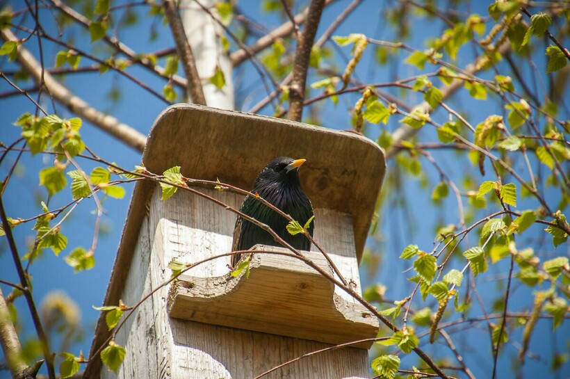 Скворец весной
