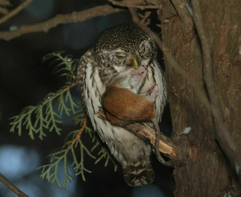Сова, поймавшая мышь