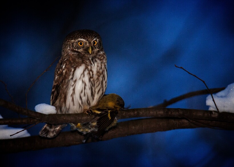 Сыч ночью