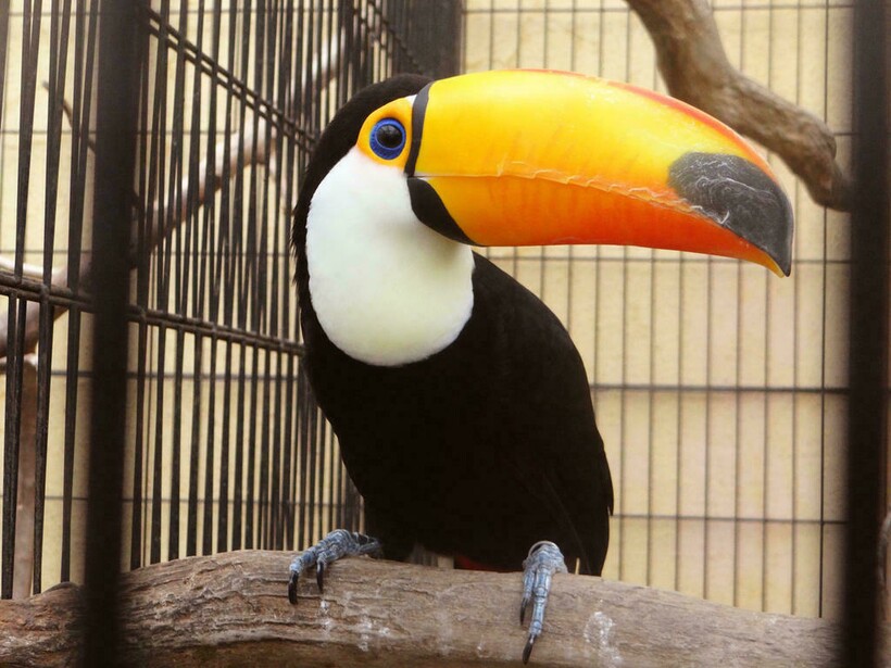 Токо-тукан в вольере