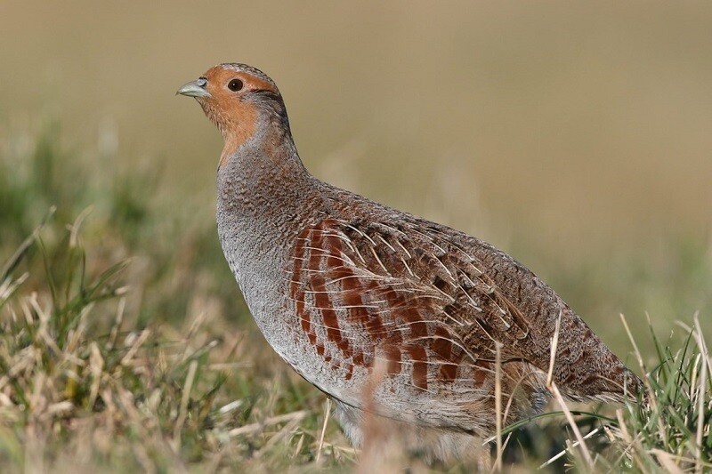 Серая куропатка в траве