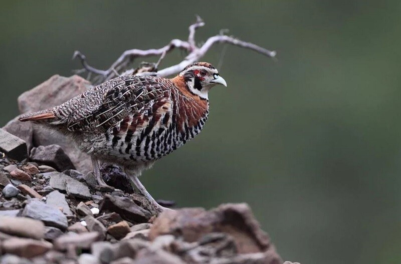 Тибетская куропатка сидит на скале