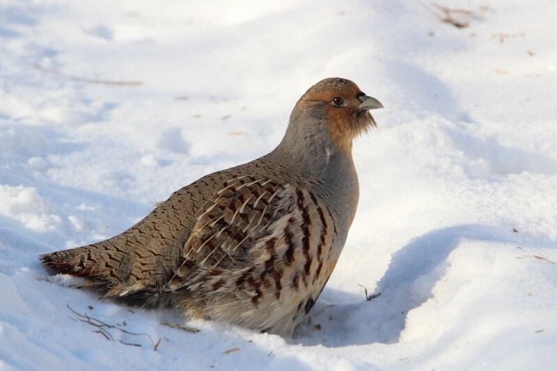 Бородатая куропатка в снегу