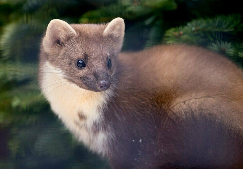 Куница - враг цапли