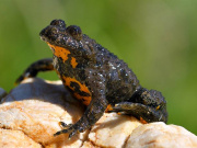 Содержание краснобрюхой жерлянки (Bombina bombina)